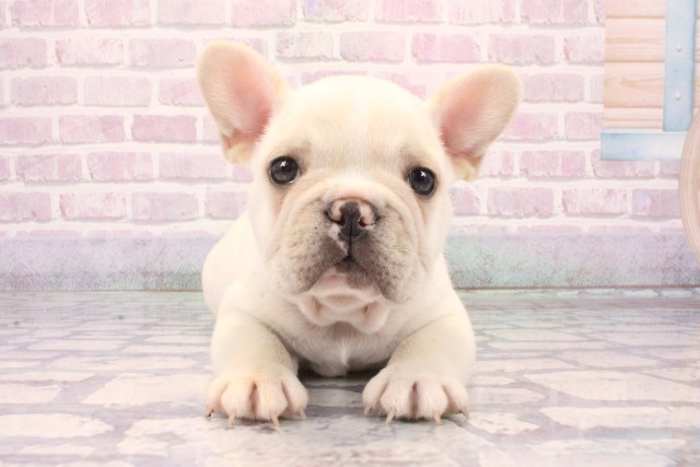 沖縄県のフレンチブルドッグ (Coo&RIKUイオン北谷店/2025年10月18日生まれ/男の子/クリーム)の子犬の1枚目の画像