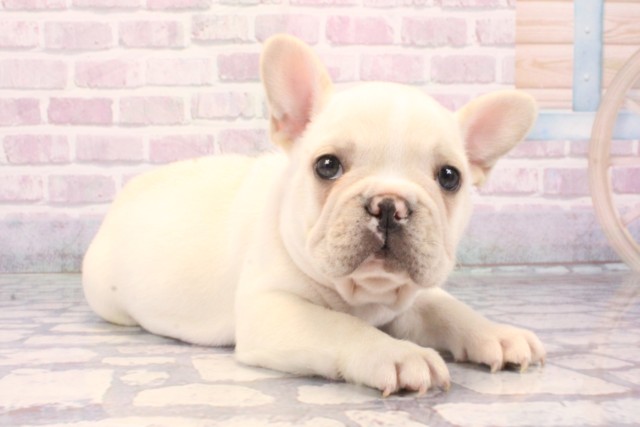 沖縄県のフレンチブルドッグ (Coo&RIKUイオン北谷店/2025年10月18日生まれ/男の子/クリーム)の子犬の2枚目の画像