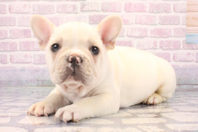 沖縄県のフレンチブルドッグ (Coo&RIKUイオン北谷店/2025年10月18日生まれ/男の子/クリーム)の子犬の3枚目の画像
