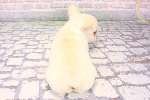 沖縄県のフレンチブルドッグ (Coo&RIKUイオン北谷店/2025年10月18日生まれ/男の子/クリーム)の子犬の4枚目の画像