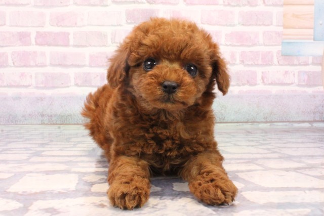 京都府のトイプードル(トイ) (Coo&RIKU京都河原町店/2025年10月16日生まれ/女の子/レッドフォーン)の子犬の1枚目の画像