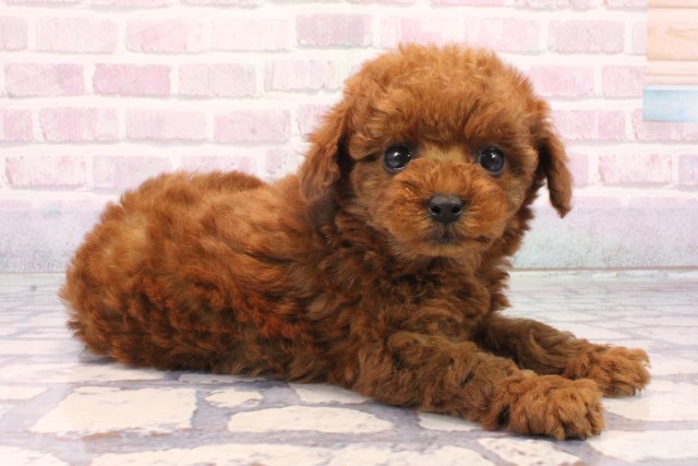 京都府のトイプードル(トイ) (Coo&RIKU京都河原町店/2025年10月16日生まれ/女の子/レッドフォーン)の子犬の2枚目の画像