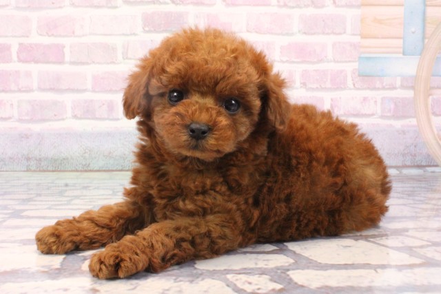 京都府のトイプードル(トイ) (Coo&RIKU京都河原町店/2025年10月16日生まれ/女の子/レッドフォーン)の子犬の3枚目の画像