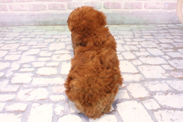 京都府のトイプードル(トイ) (Coo&RIKU京都河原町店/2025年10月16日生まれ/女の子/レッドフォーン)の子犬の4枚目の画像