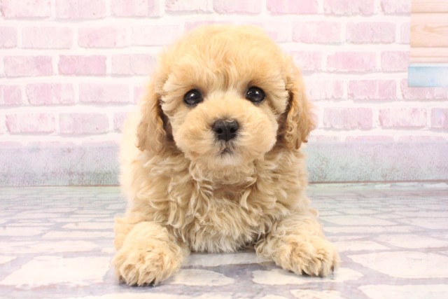 兵庫県のマルプー(マルチーズ×プードル) (Coo&RIKU神戸垂水店/2025年10月14日生まれ/女の子/クリーム)の子犬の1枚目の画像