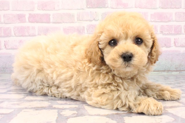 兵庫県のマルプー(マルチーズ×プードル) (Coo&RIKU神戸垂水店/2025年10月14日生まれ/女の子/クリーム)の子犬の2枚目の画像