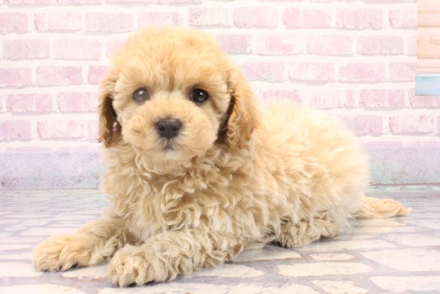 兵庫県のマルプー(マルチーズ×プードル) (Coo&RIKU神戸垂水店/2025年10月14日生まれ/女の子/クリーム)の子犬の3枚目の画像