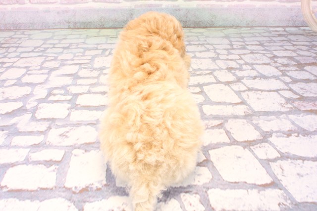 兵庫県のマルプー(マルチーズ×プードル) (Coo&RIKU神戸垂水店/2025年10月14日生まれ/女の子/クリーム)の子犬の4枚目の画像