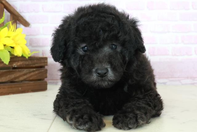 長崎県のトイプードル(トイ) (Coo&RIKU長崎浜町店/2025年10月19日生まれ/男の子/シルバー)の子犬の1枚目の画像