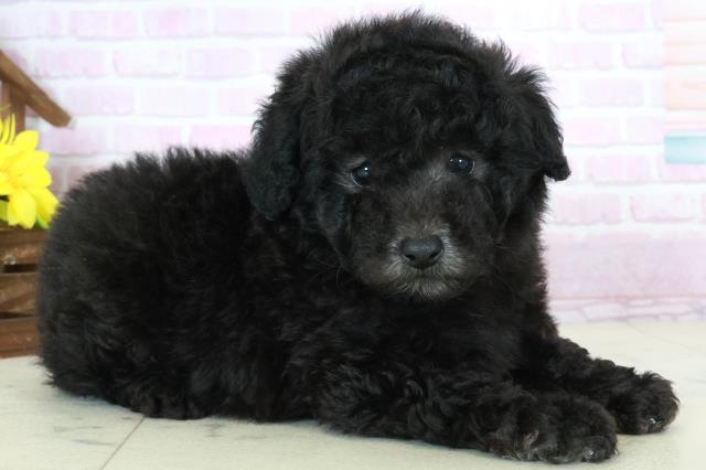 長崎県のトイプードル(トイ) (Coo&RIKU長崎浜町店/2025年10月19日生まれ/男の子/シルバー)の子犬の2枚目の画像