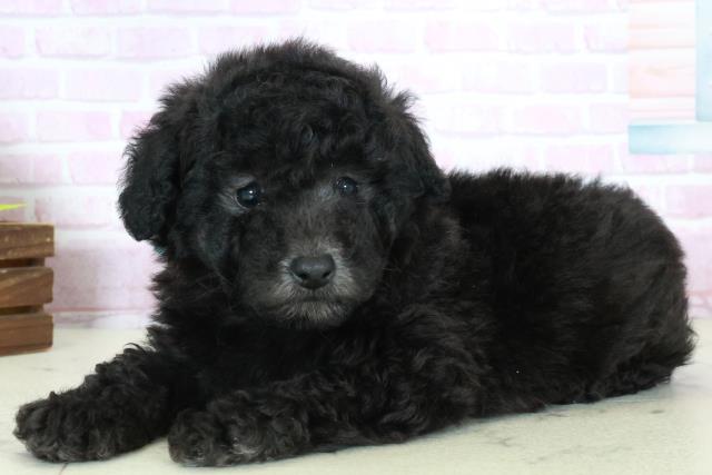 長崎県のトイプードル(トイ) (Coo&RIKU長崎浜町店/2025年10月19日生まれ/男の子/シルバー)の子犬の3枚目の画像