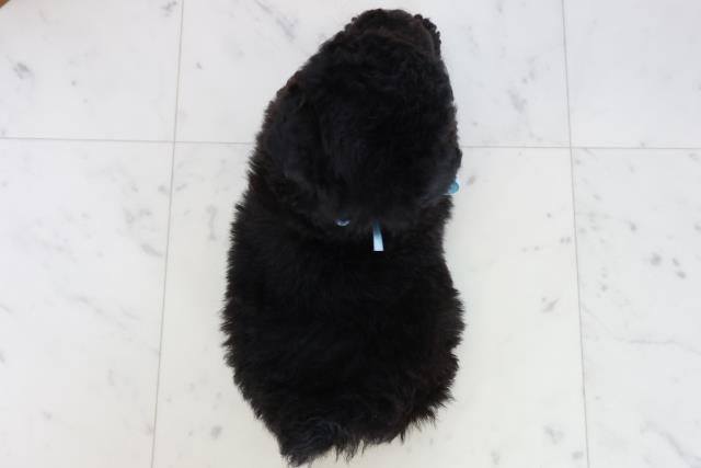 長崎県のトイプードル(トイ) (Coo&RIKU長崎浜町店/2025年10月19日生まれ/男の子/シルバー)の子犬の4枚目の画像