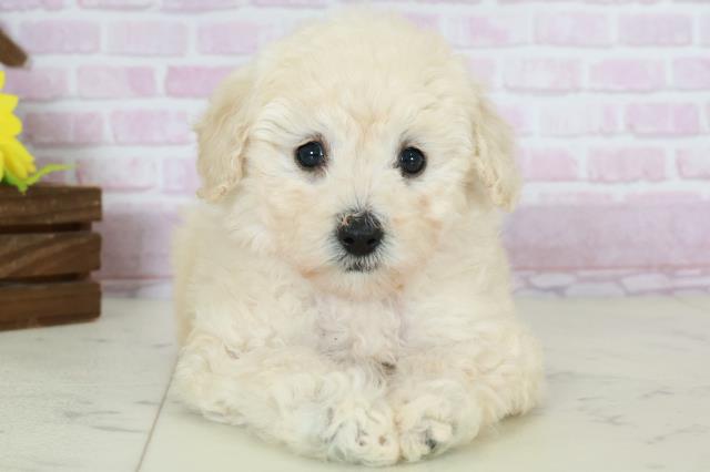 大分県のトイプードル(トイ) (Coo&RIKU大分店/2025年10月19日生まれ/女の子/クリーム)の子犬の1枚目の画像