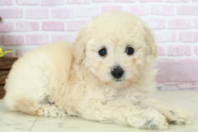 大分県のトイプードル(トイ) (Coo&RIKU大分店/2025年10月19日生まれ/女の子/クリーム)の子犬の2枚目の画像