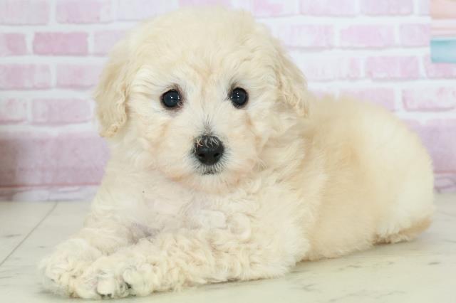 大分県のトイプードル(トイ) (Coo&RIKU大分店/2025年10月19日生まれ/女の子/クリーム)の子犬の3枚目の画像