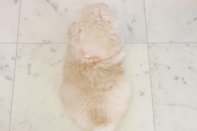 大分県のトイプードル(トイ) (Coo&RIKU大分店/2025年10月19日生まれ/女の子/クリーム)の子犬の4枚目の画像