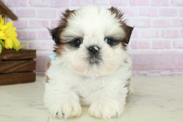 福岡県のシーズー (Coo&RIKUゆめタウン飯塚店/2025年10月18日生まれ/男の子/ゴールドホワイト)の子犬の1枚目の画像