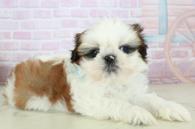 福岡県のシーズー (Coo&RIKUゆめタウン飯塚店/2025年10月18日生まれ/男の子/ゴールドホワイト)の子犬の2枚目の画像