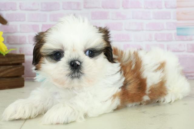 福岡県のシーズー (Coo&RIKUゆめタウン飯塚店/2025年10月18日生まれ/男の子/ゴールドホワイト)の子犬の3枚目の画像