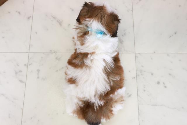 福岡県のシーズー (Coo&RIKUゆめタウン飯塚店/2025年10月18日生まれ/男の子/ゴールドホワイト)の子犬の4枚目の画像