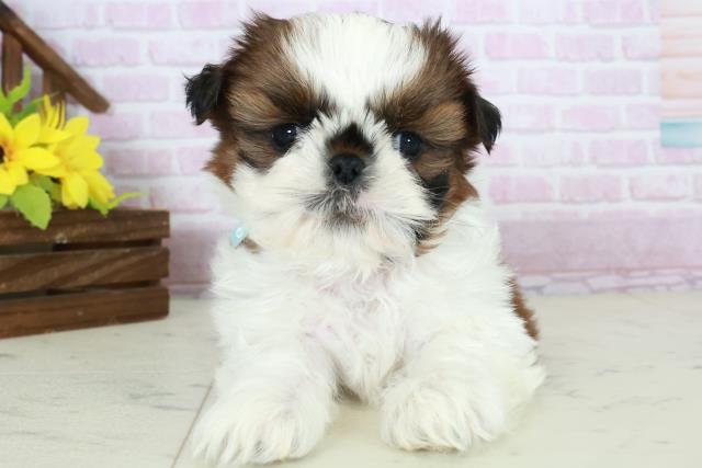 福岡県のシーズー (Coo&RIKU小倉店/2025年10月18日生まれ/男の子/ゴールドホワイト)の子犬の1枚目の画像