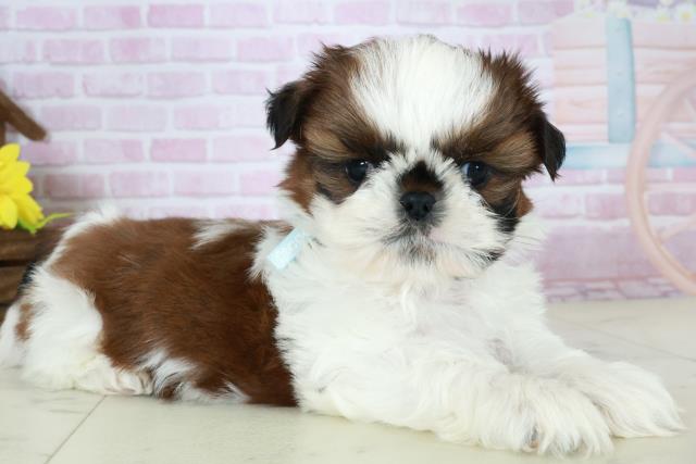 福岡県のシーズー (Coo&RIKU小倉店/2025年10月18日生まれ/男の子/ゴールドホワイト)の子犬の2枚目の画像