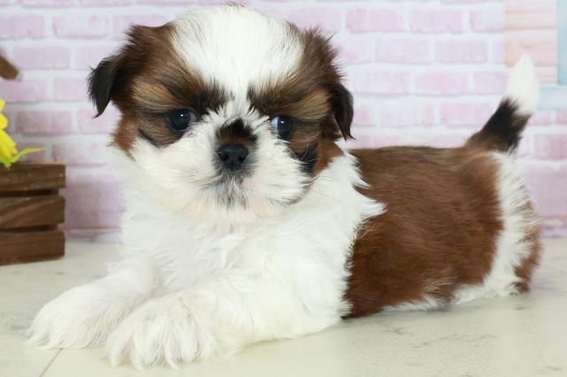 福岡県のシーズー (Coo&RIKU小倉店/2025年10月18日生まれ/男の子/ゴールドホワイト)の子犬の3枚目の画像