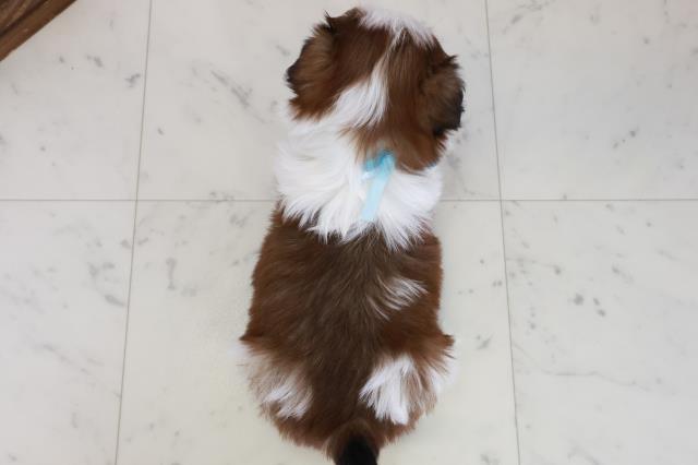 福岡県のシーズー (Coo&RIKU小倉店/2025年10月18日生まれ/男の子/ゴールドホワイト)の子犬の4枚目の画像