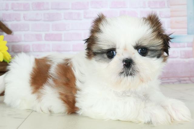 熊本県のシーズー (Coo&RIKU宇土シティモール店/2025年10月18日生まれ/女の子/ゴールドホワイト)の子犬の2枚目の画像