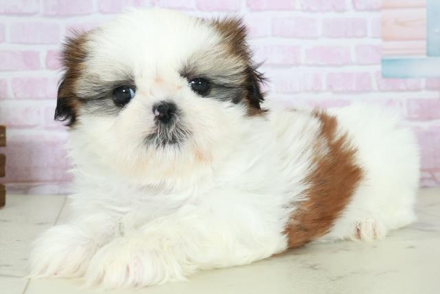 熊本県のシーズー (Coo&RIKU宇土シティモール店/2025年10月18日生まれ/女の子/ゴールドホワイト)の子犬の3枚目の画像