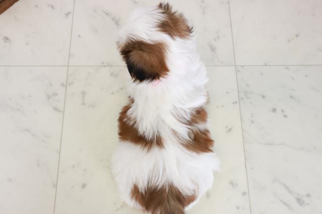 熊本県のシーズー (Coo&RIKU宇土シティモール店/2025年10月18日生まれ/女の子/ゴールドホワイト)の子犬の4枚目の画像