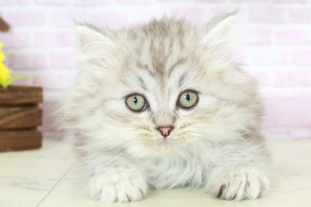 福岡県のサイベリアン (Coo&RIKU福岡古賀店/2025年10月15日生まれ/男の子/シルバータビー)の子猫の1枚目の画像