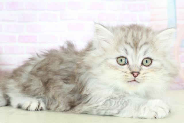 福岡県のサイベリアン (Coo&RIKU福岡古賀店/2025年10月15日生まれ/男の子/シルバータビー)の子猫の2枚目の画像