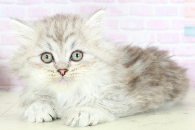 福岡県のサイベリアン (Coo&RIKU福岡古賀店/2025年10月15日生まれ/男の子/シルバータビー)の子猫の3枚目の画像