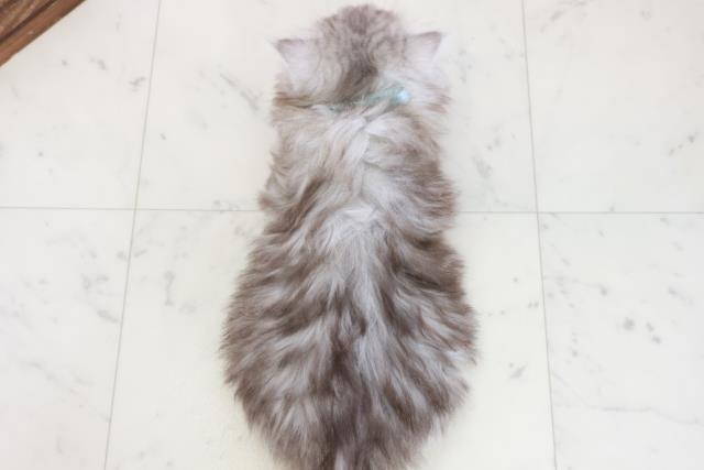 福岡県のサイベリアン (Coo&RIKU福岡古賀店/2025年10月15日生まれ/男の子/シルバータビー)の子猫の4枚目の画像