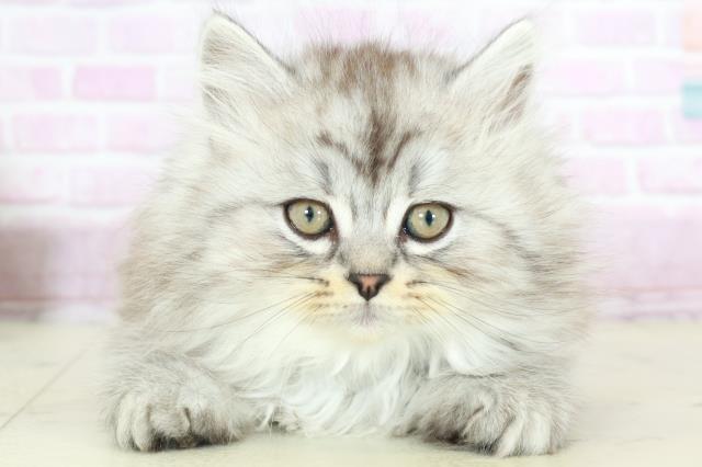 熊本県のサイベリアン (Coo&RIKU熊本店/2025年10月15日生まれ/男の子/シルバータビー)の子猫の1枚目の画像