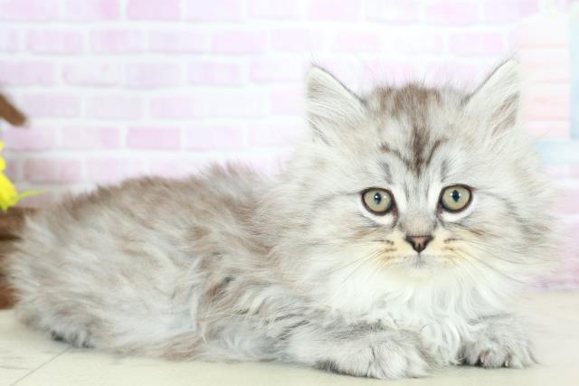 熊本県のサイベリアン (Coo&RIKU熊本店/2025年10月15日生まれ/男の子/シルバータビー)の子猫の2枚目の画像