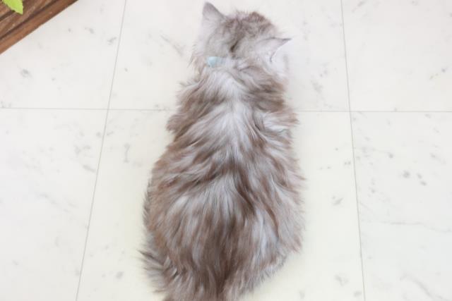 熊本県のサイベリアン (Coo&RIKU熊本店/2025年10月15日生まれ/男の子/シルバータビー)の子猫の4枚目の画像