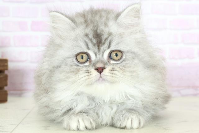 長崎県のサイベリアン (Coo&RIKU長崎佐世保店/2025年10月15日生まれ/女の子/シルバータビー)の子猫の1枚目の画像