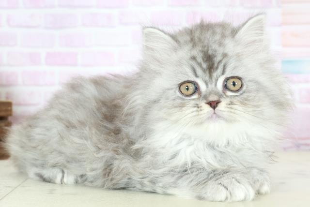 長崎県のサイベリアン (Coo&RIKU長崎佐世保店/2025年10月15日生まれ/女の子/シルバータビー)の子猫の2枚目の画像