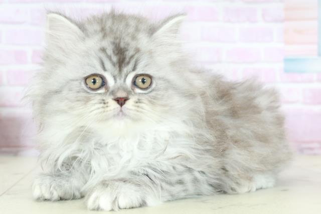 長崎県のサイベリアン (Coo&RIKU長崎佐世保店/2025年10月15日生まれ/女の子/シルバータビー)の子猫の3枚目の画像