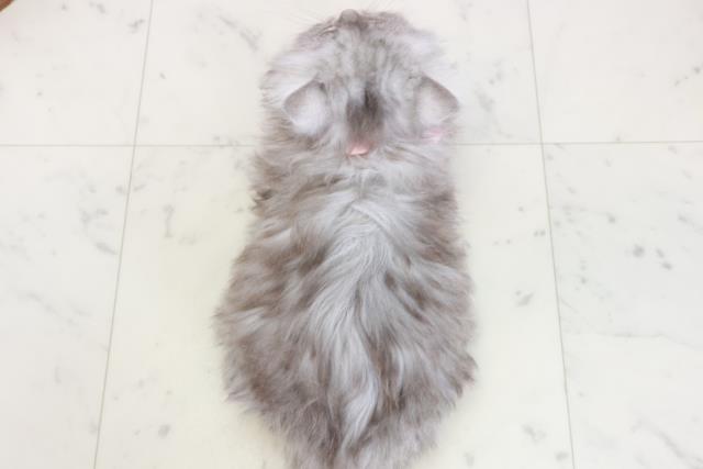 長崎県のサイベリアン (Coo&RIKU長崎佐世保店/2025年10月15日生まれ/女の子/シルバータビー)の子猫の4枚目の画像