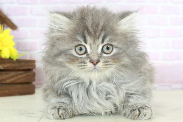 宮崎県のサイベリアン (Coo&RIKU宮崎店/2025年10月15日生まれ/女の子/ブルースモークタビー)の子猫の1枚目の画像