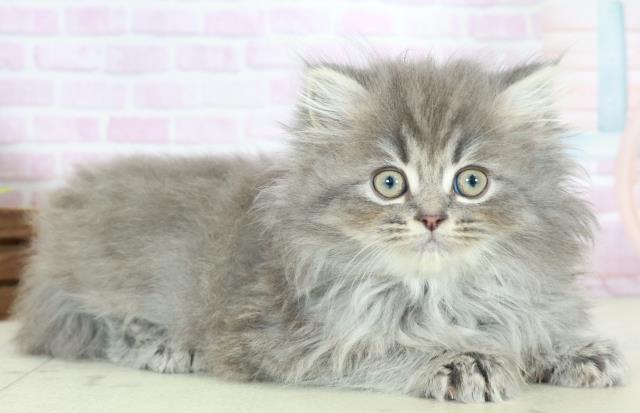 宮崎県のサイベリアン (Coo&RIKU宮崎店/2025年10月15日生まれ/女の子/ブルースモークタビー)の子猫の2枚目の画像