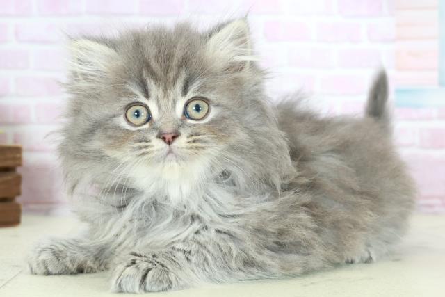 宮崎県のサイベリアン (Coo&RIKU宮崎店/2025年10月15日生まれ/女の子/ブルースモークタビー)の子猫の3枚目の画像