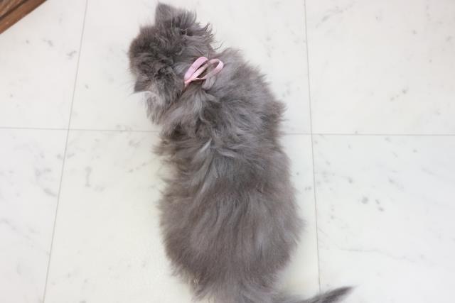 宮崎県のサイベリアン (Coo&RIKU宮崎店/2025年10月15日生まれ/女の子/ブルースモークタビー)の子猫の4枚目の画像