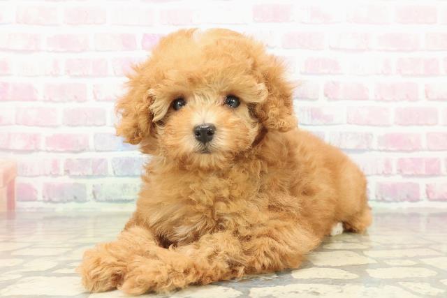 東京都のトイプードル(トイ) (Coo&RIKU福生店/2025年10月13日生まれ/女の子/レッド)の子犬の2枚目の画像