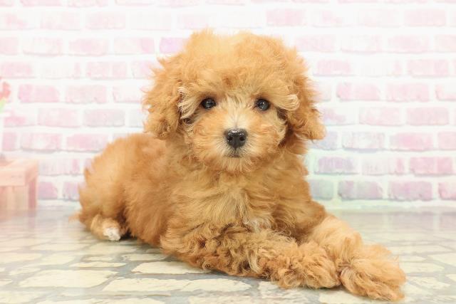 東京都のトイプードル(トイ) (Coo&RIKU福生店/2025年10月13日生まれ/女の子/レッド)の子犬の3枚目の画像