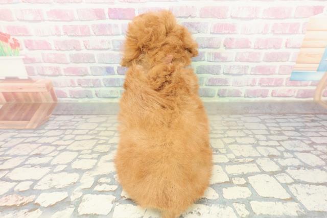 東京都のトイプードル(トイ) (Coo&RIKU福生店/2025年10月13日生まれ/女の子/レッド)の子犬の4枚目の画像