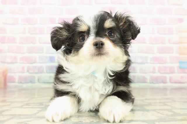 栃木県のチワワ(ロング) (Coo&RIKUイオンタウン佐野店/2025年10月14日生まれ/男の子/ブラックタンホワイト)の子犬の1枚目の画像